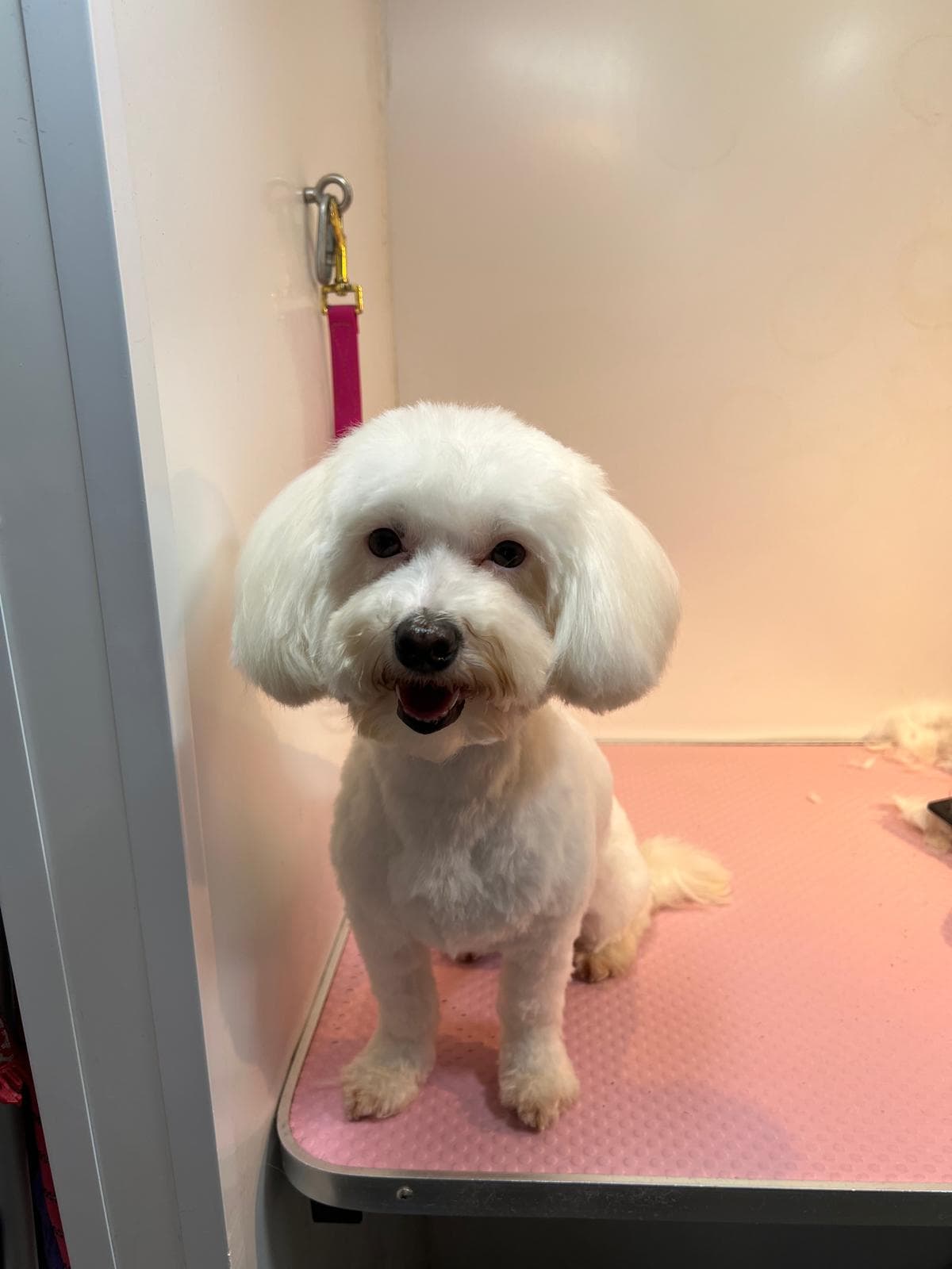 After — Before and after groom at Bark & Bliss