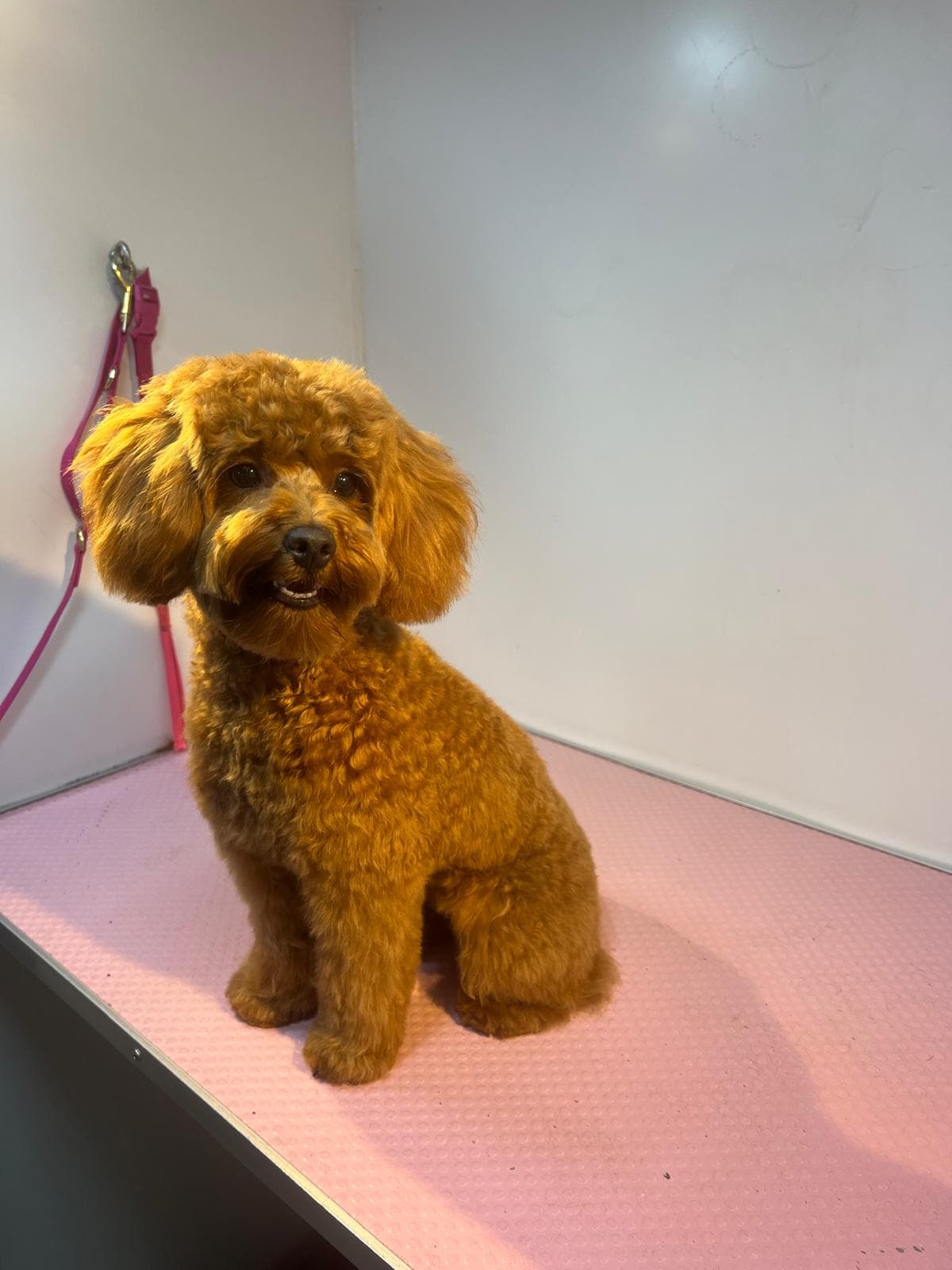 After — Before and after groom at Bark & Bliss