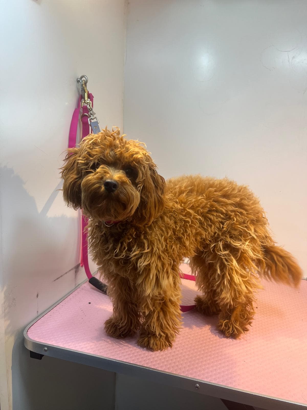 Before — Before and after groom at Bark & Bliss