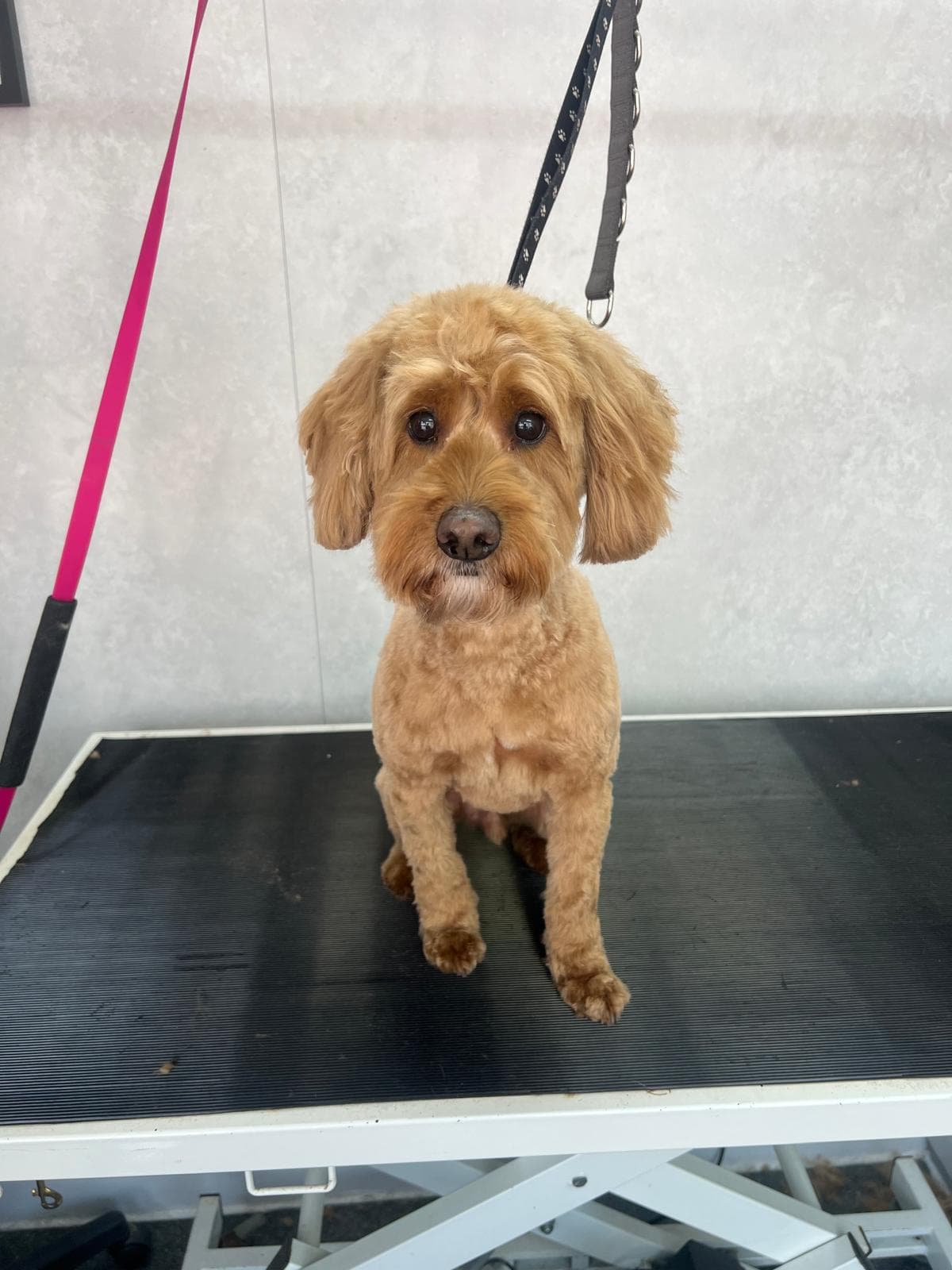 After — Before and after groom at Bark & Bliss