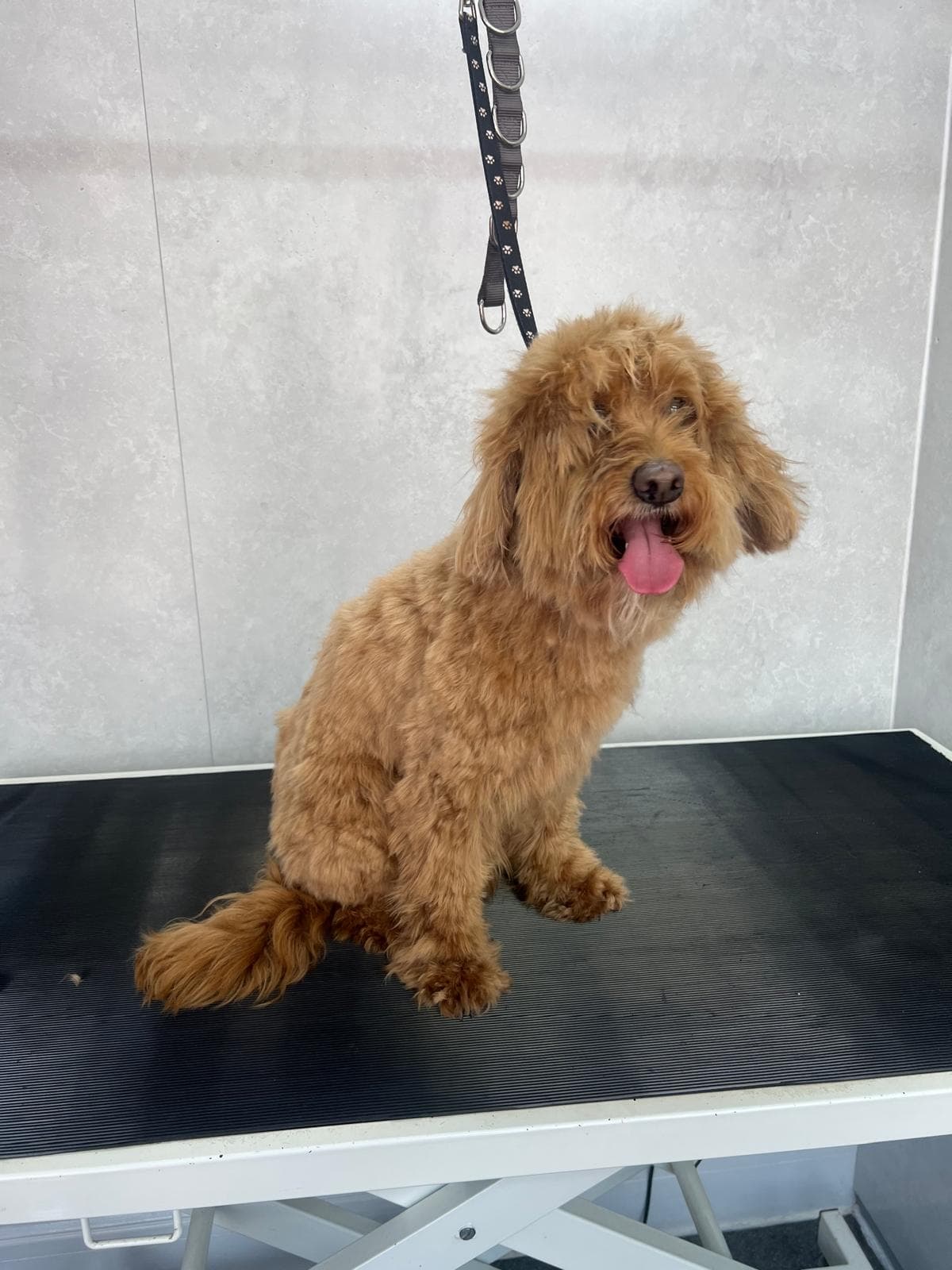 Before — Before and after groom at Bark & Bliss