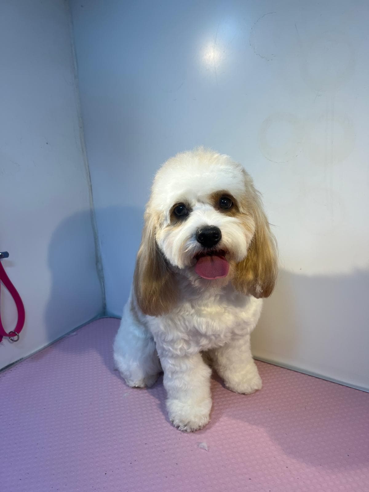 After — Before and after groom at Bark & Bliss