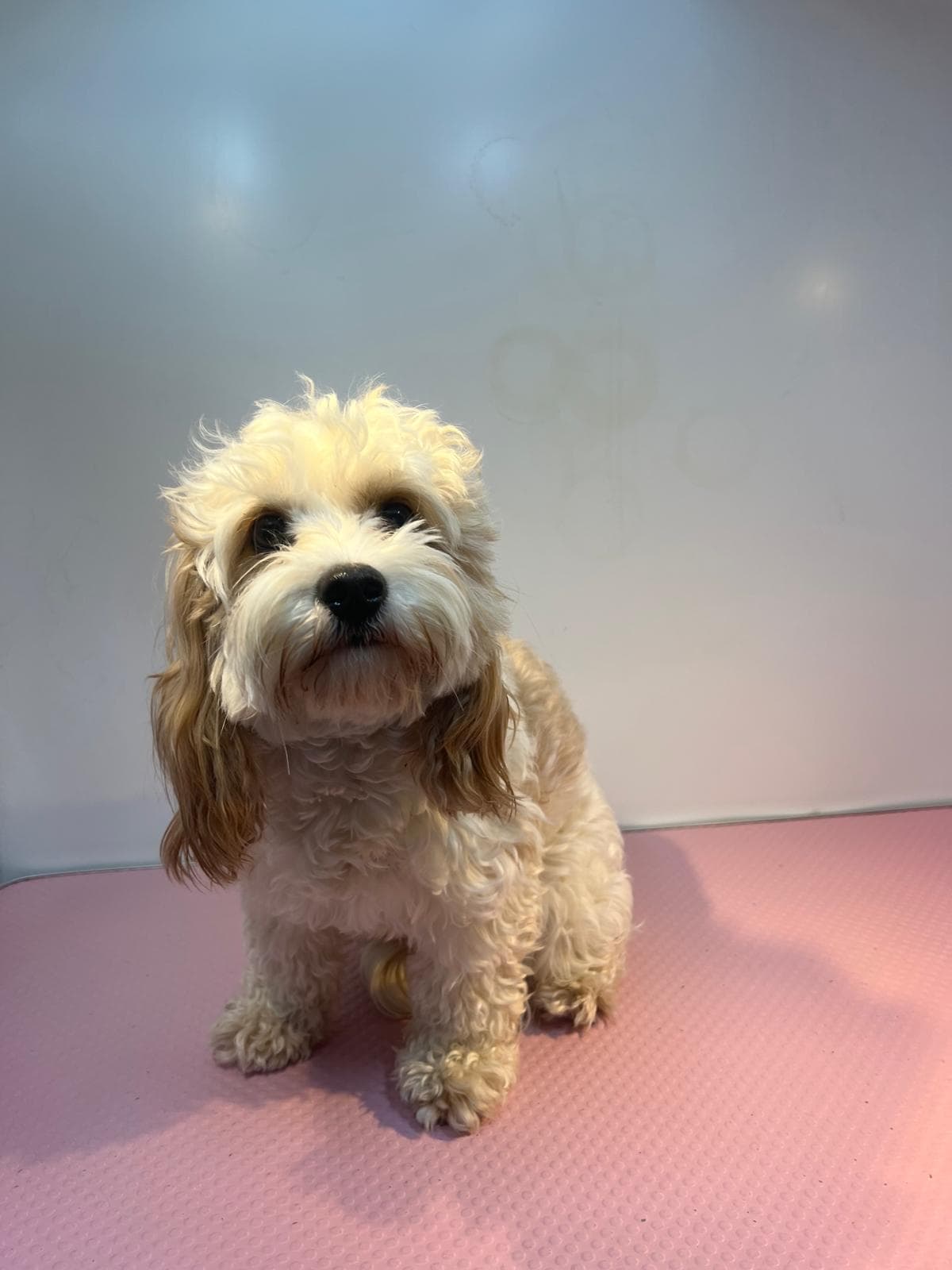 Before — Before and after groom at Bark & Bliss