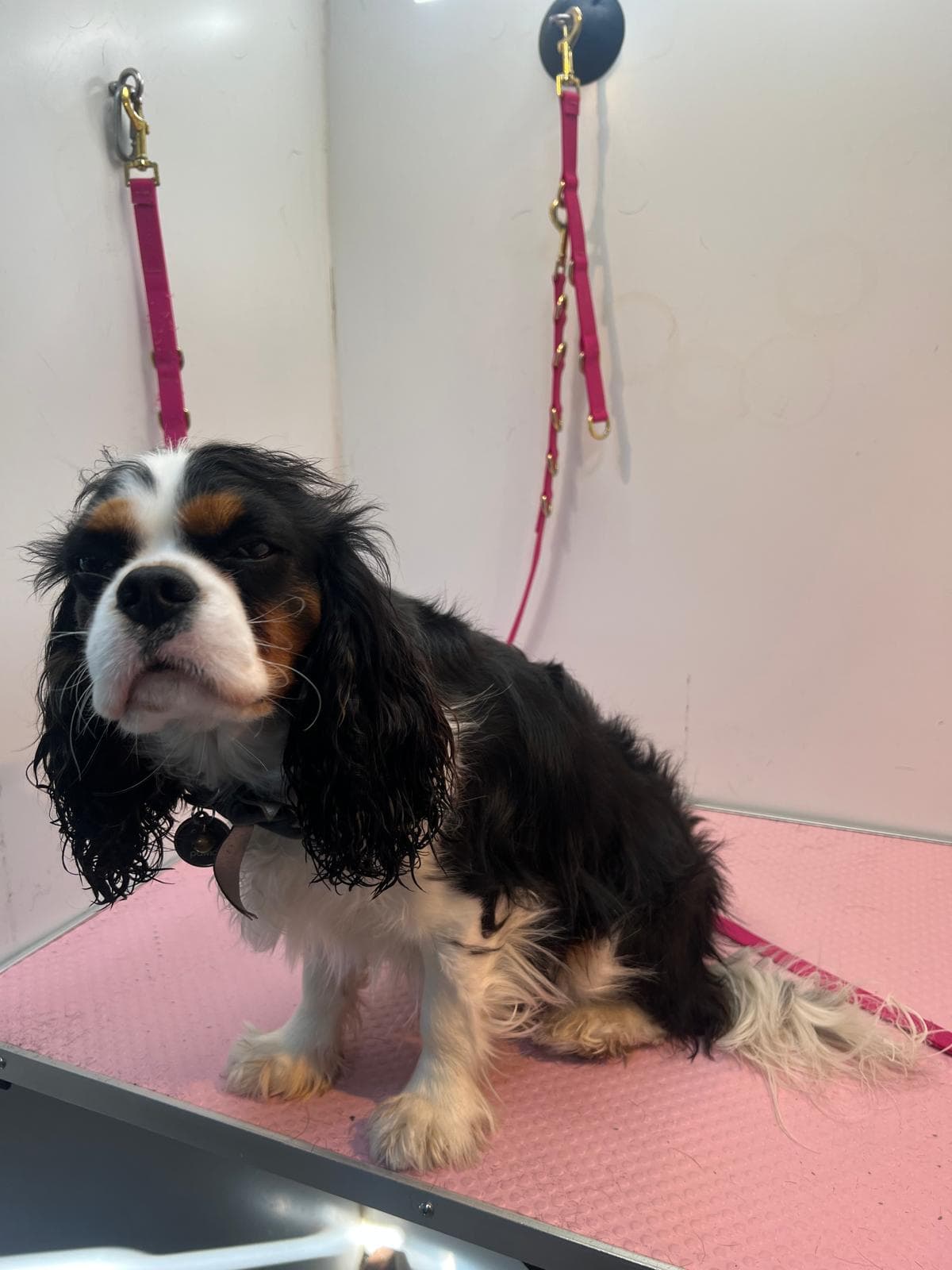 Before — Before and after groom of a tri-colour Cavalier King Charles Spaniel