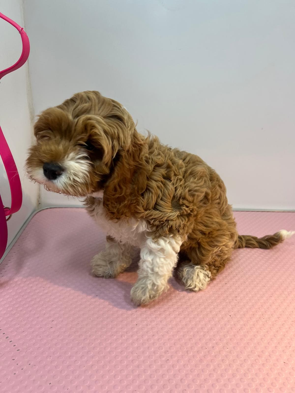 Before — Before and after groom of a Cavapoo puppy