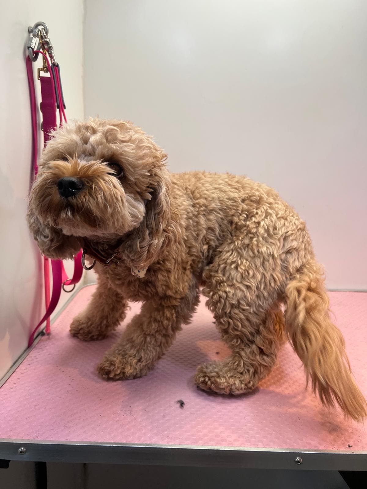 Before — Before and after groom of a Cockapoo