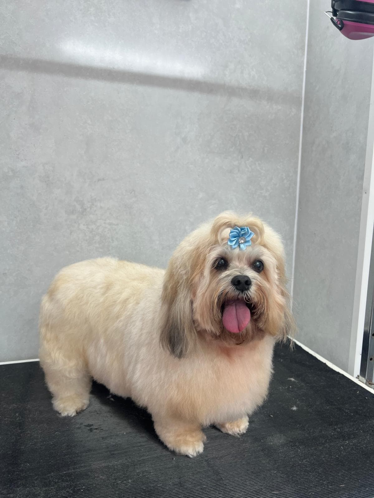 Freshly groomed — Daisy’s big before and after grooming transformation