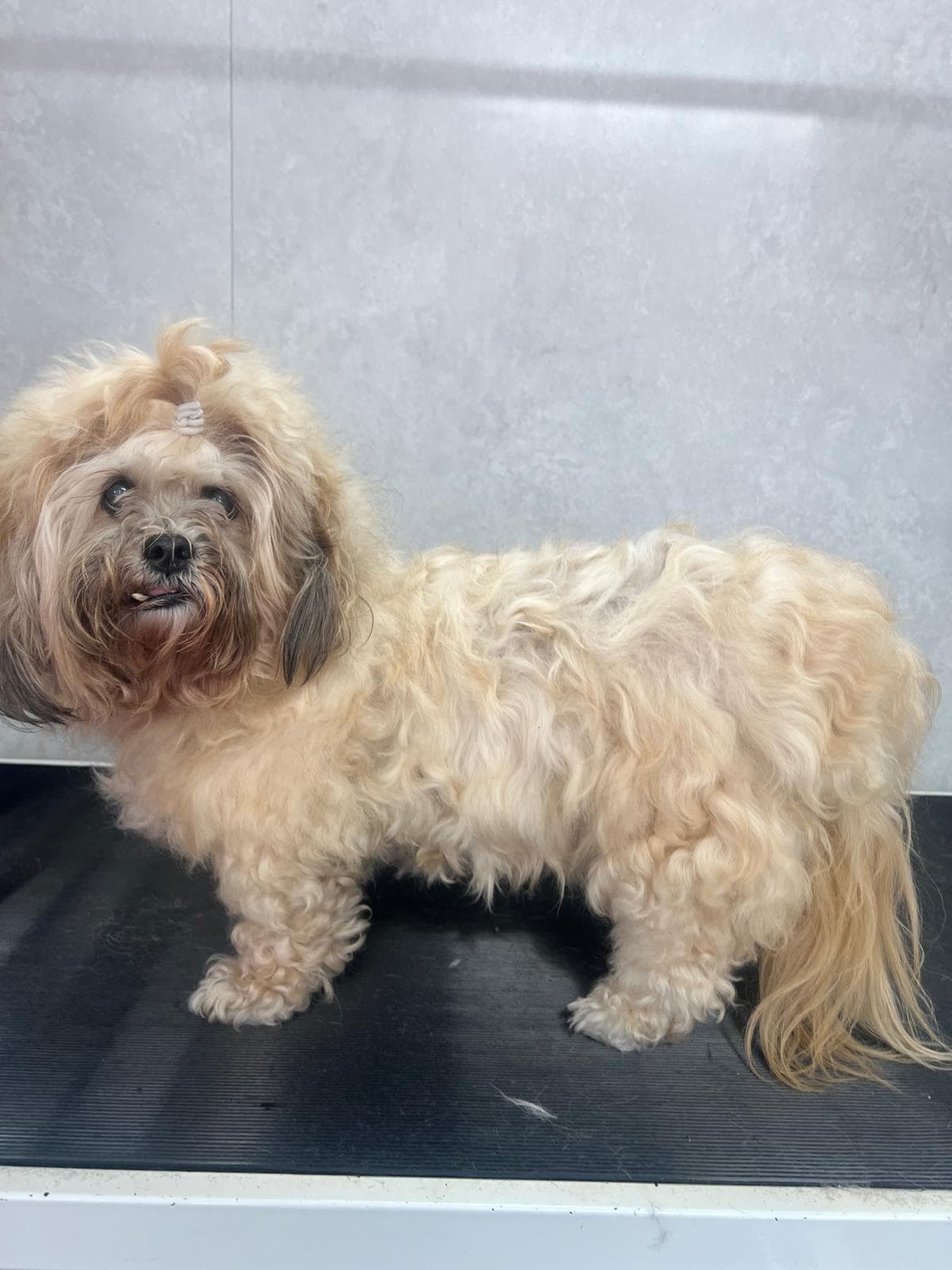 Before — Daisy’s big before and after grooming transformation