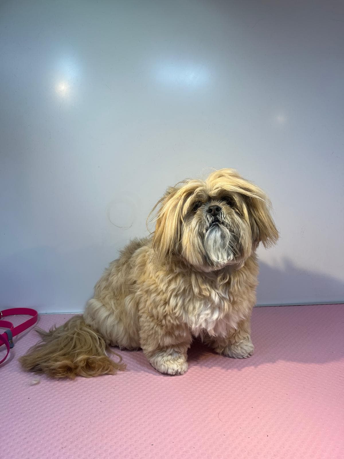 Before — Before and after groom of a Shih Tzu