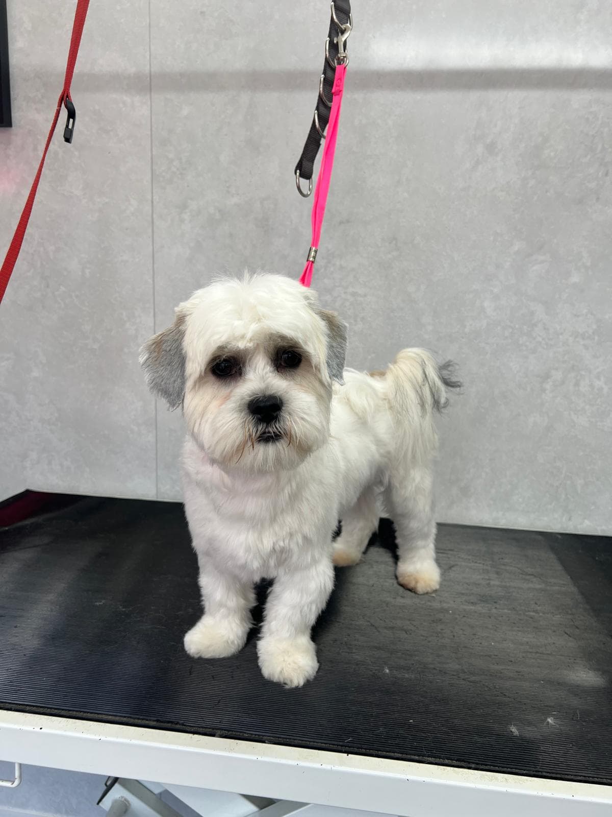 After — Before and after groom at Bark & Bliss