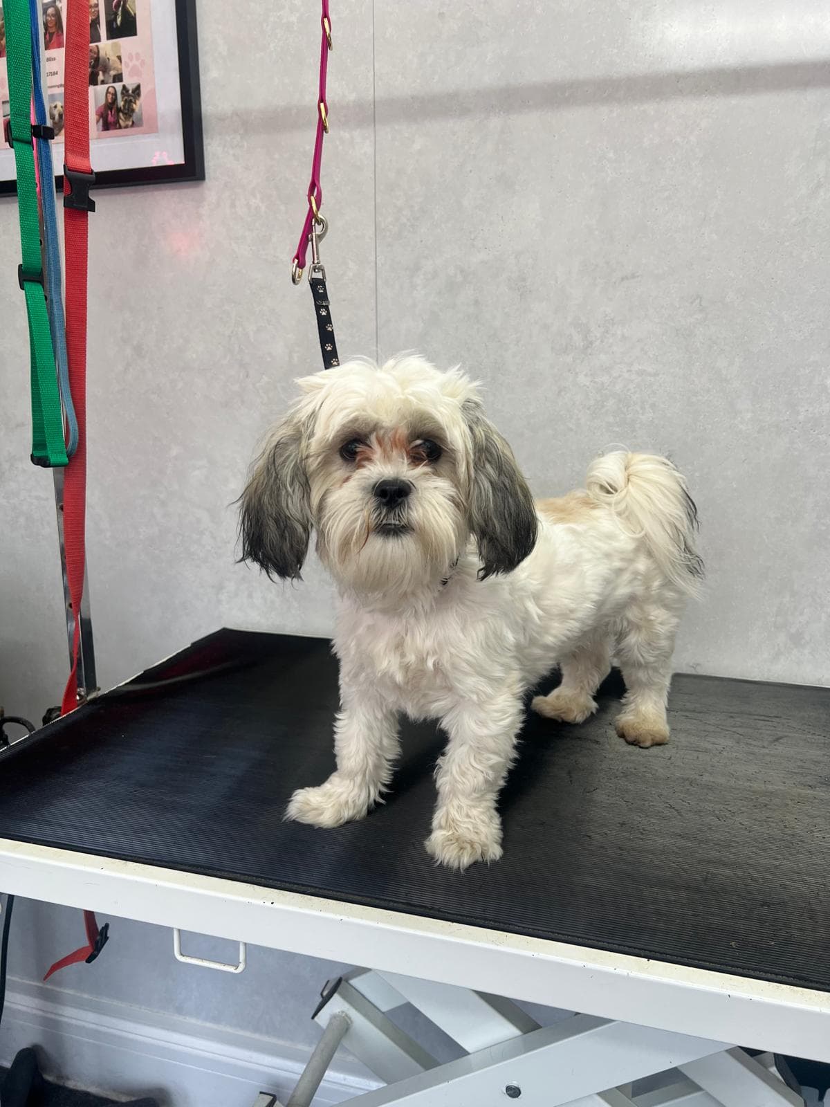 Before — Before and after groom at Bark & Bliss