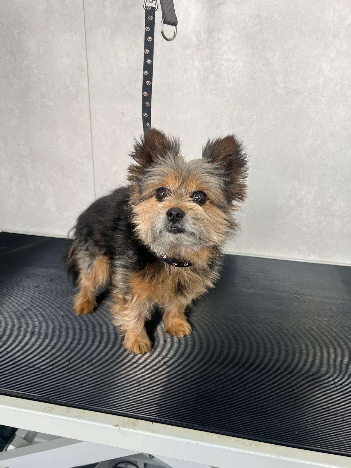 Before — Before and after groom of a Yorkshire Terrier