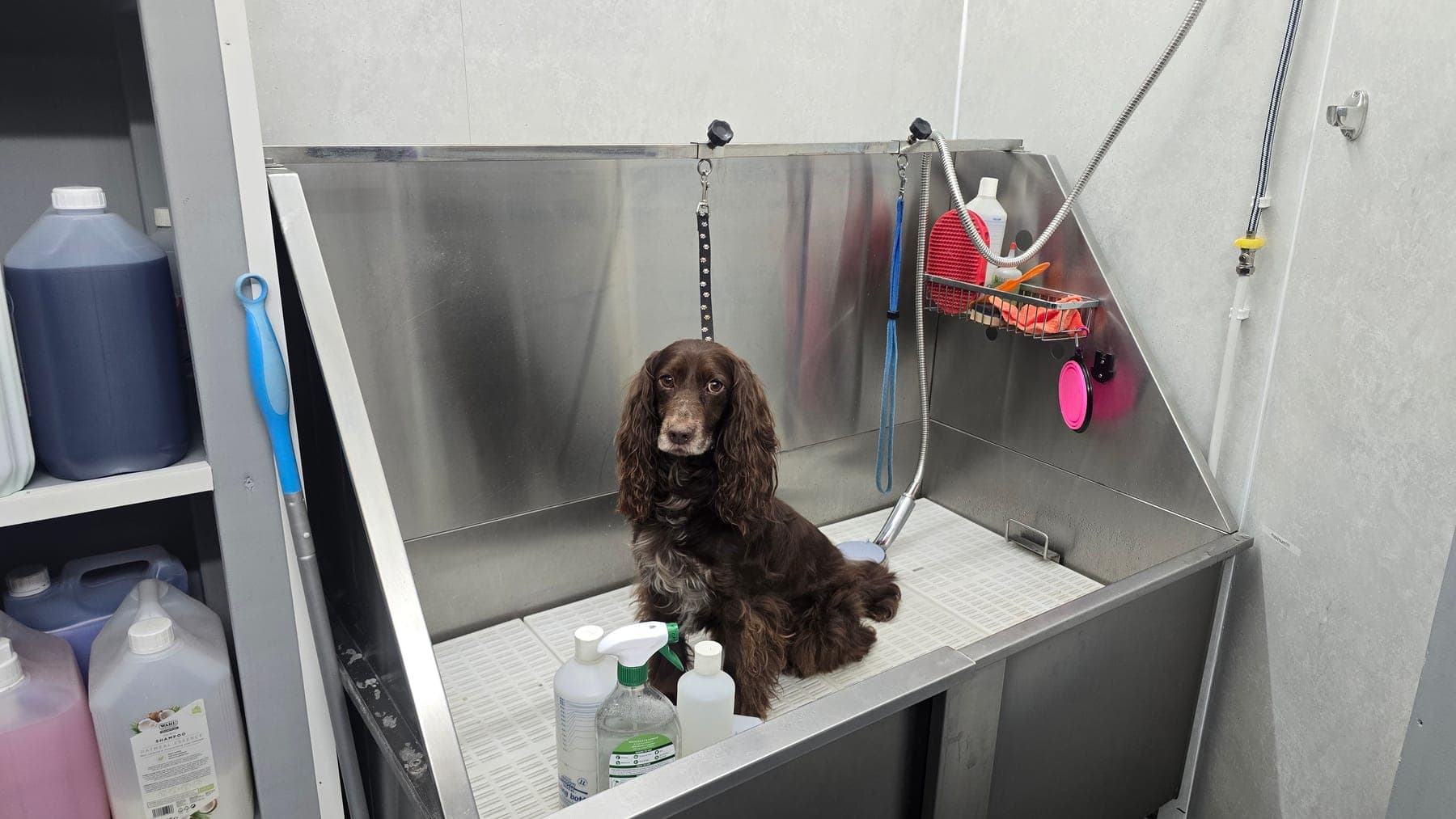 Bailey the Spaniel