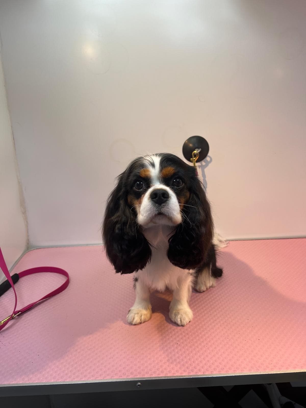 Freshly groomed — Before and after groom of a tri-colour Cavalier King Charles Spaniel
