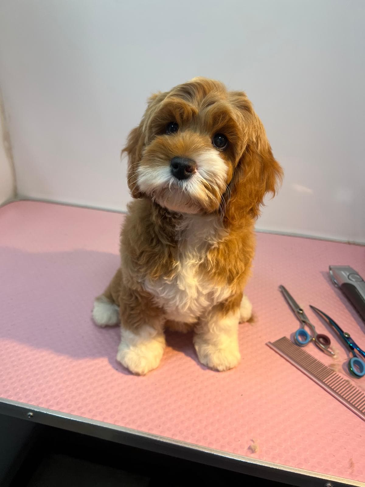 Freshly groomed — Before and after groom of a Cavapoo puppy