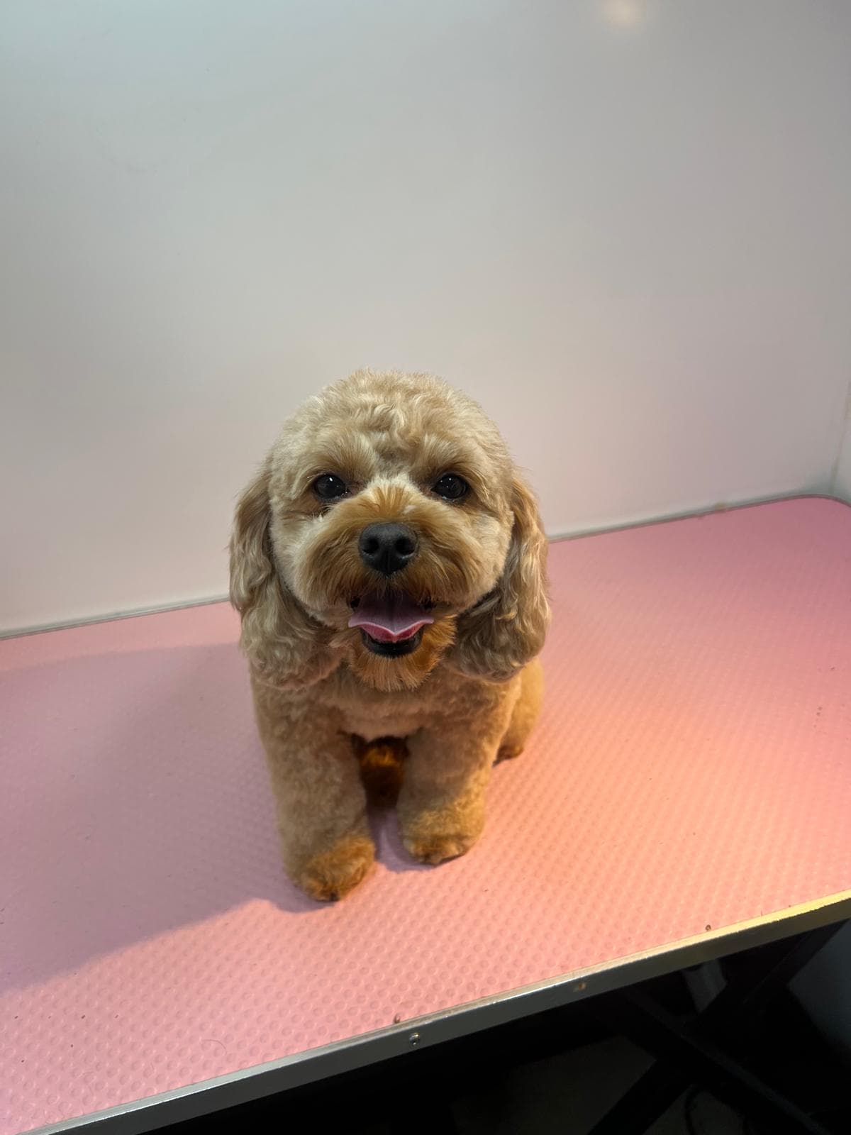 Freshly groomed — Before and after groom of a Cockapoo