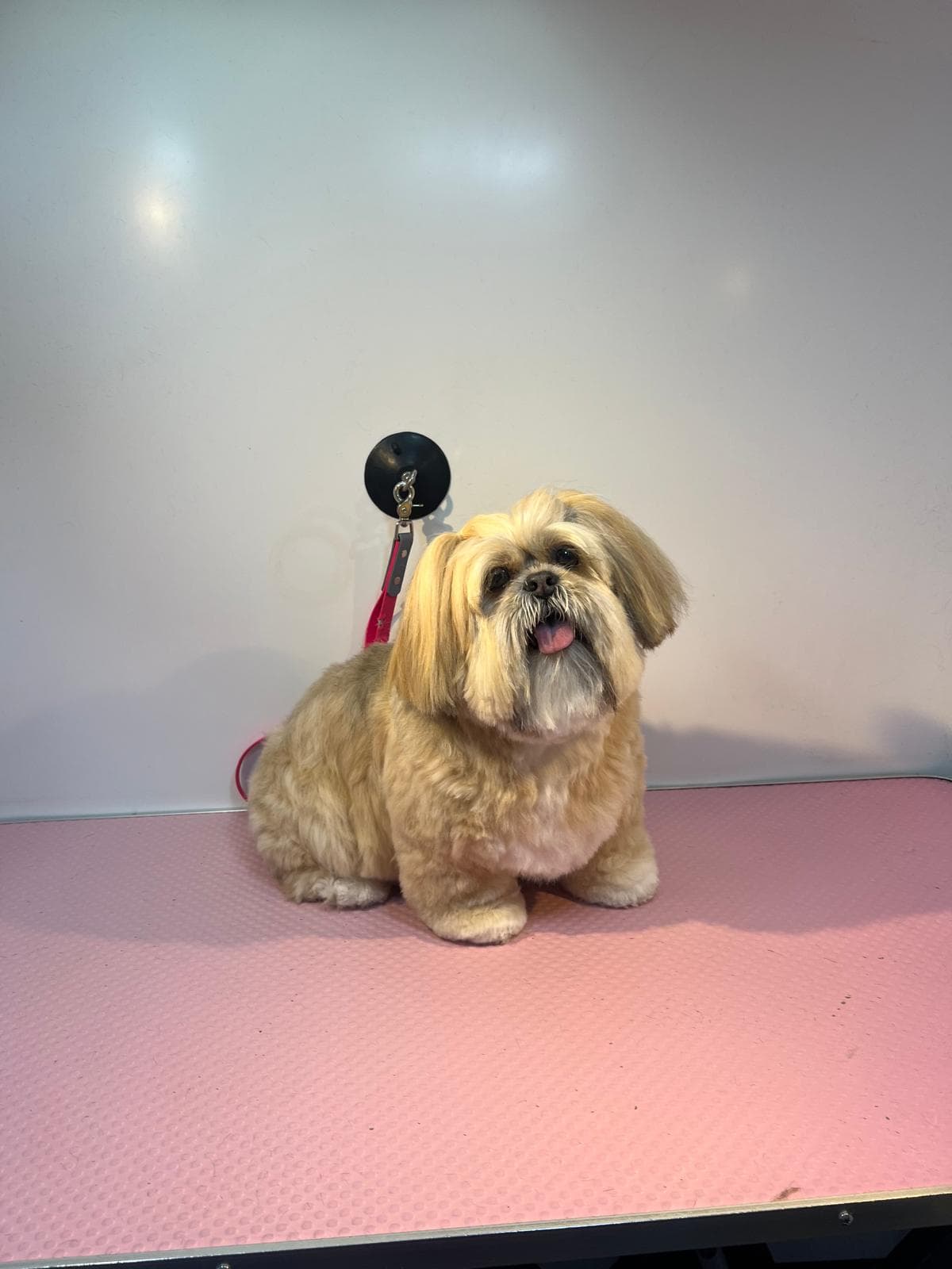 Freshly groomed — Before and after groom of a Shih Tzu