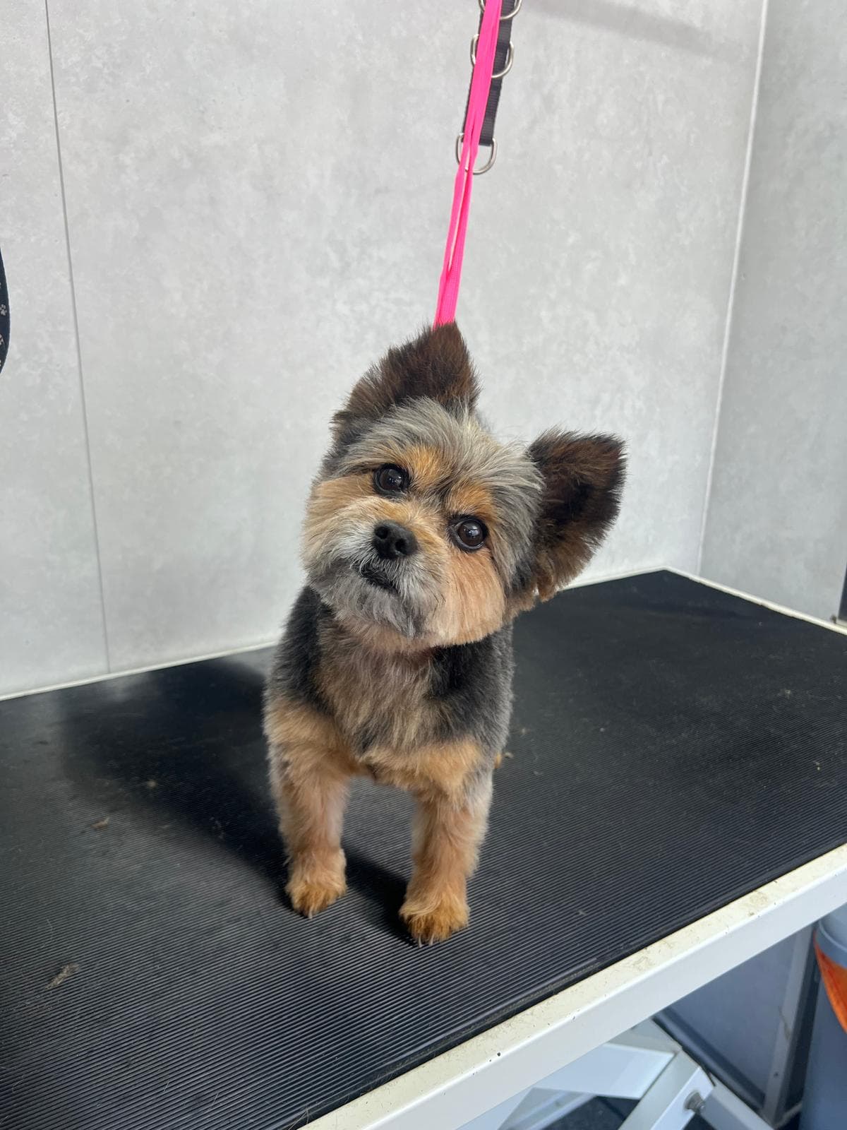 Freshly groomed — Before and after groom of a Yorkshire Terrier