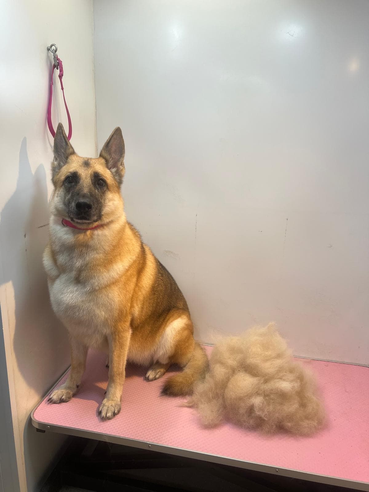 Dog after a deshedding treatment at Bark & Bliss