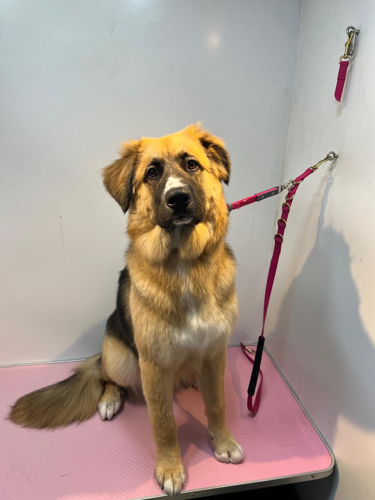 Healthy, de-shed coat after treatment at Bark & Bliss