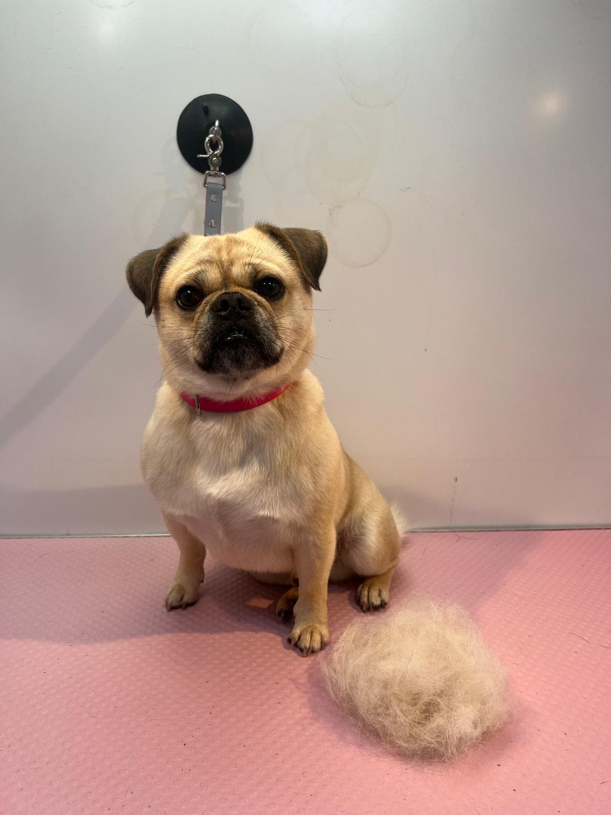Small dog after a deshedding treatment
