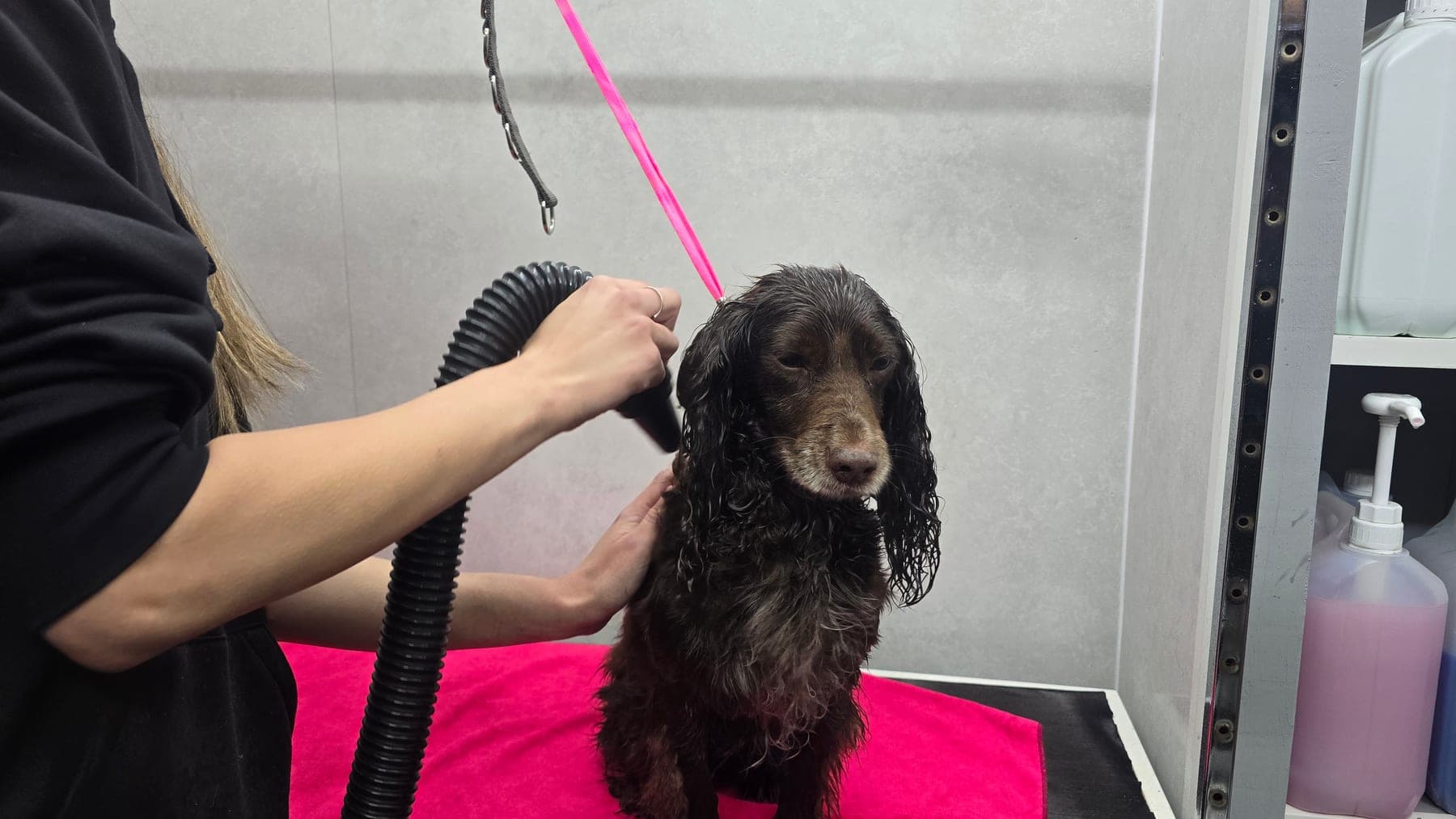 Kelly drying a dog in the calm Bark & Bliss salon in Rugby
