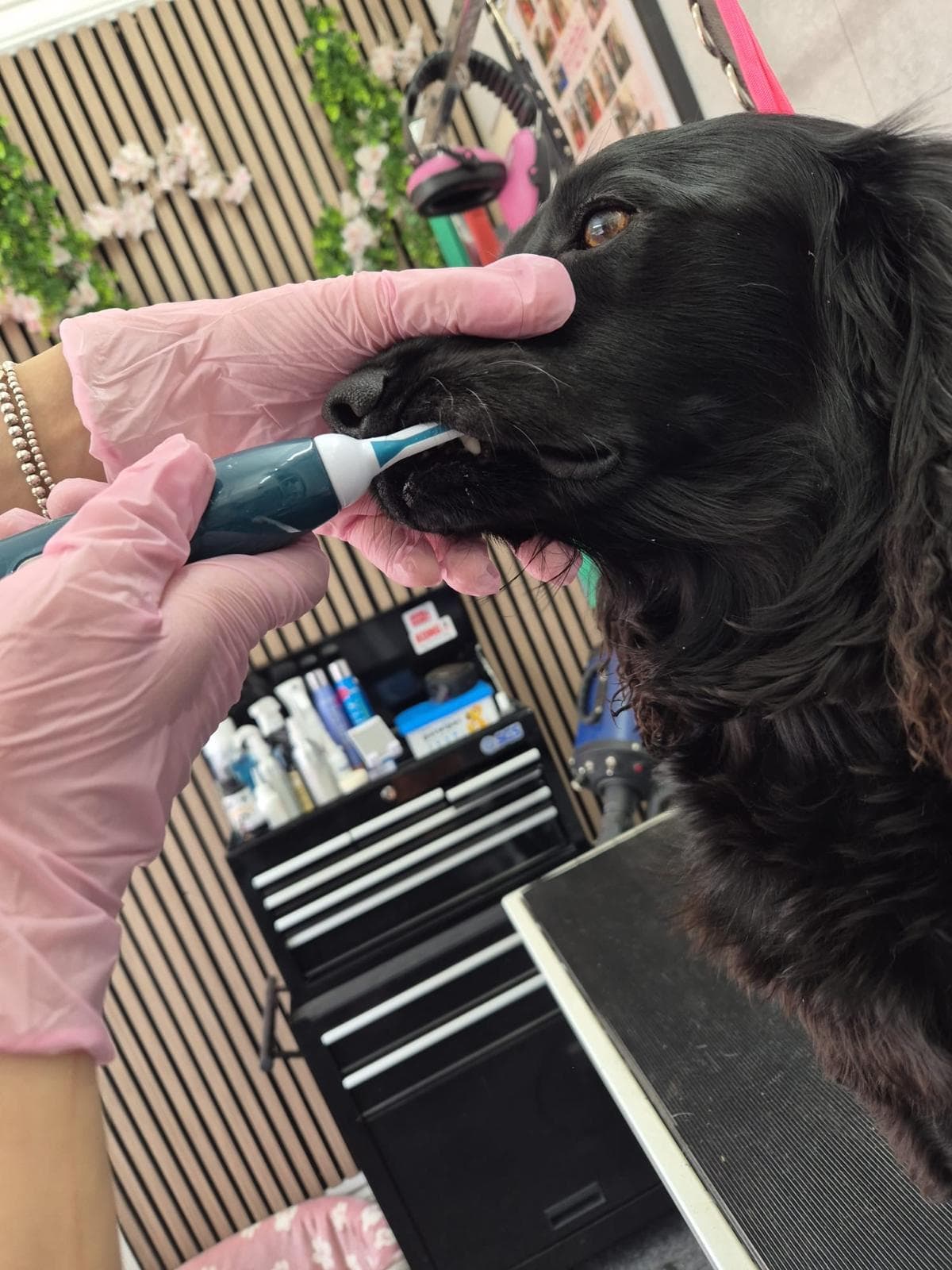 A calm, relaxed dog being gently groomed by Bark & Bliss