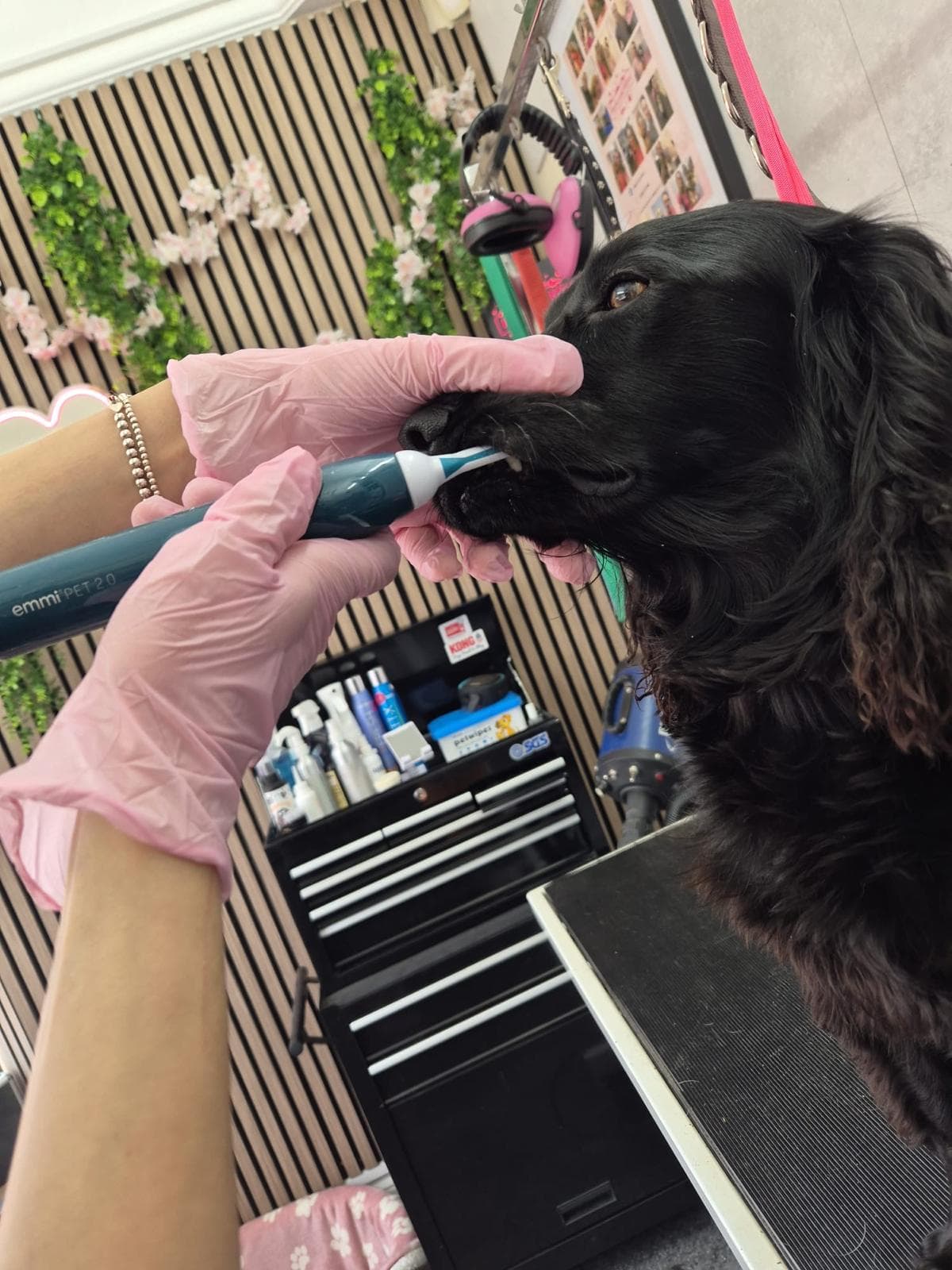 Inside the calm Bark & Bliss dog grooming salon on Sheep Street, Rugby