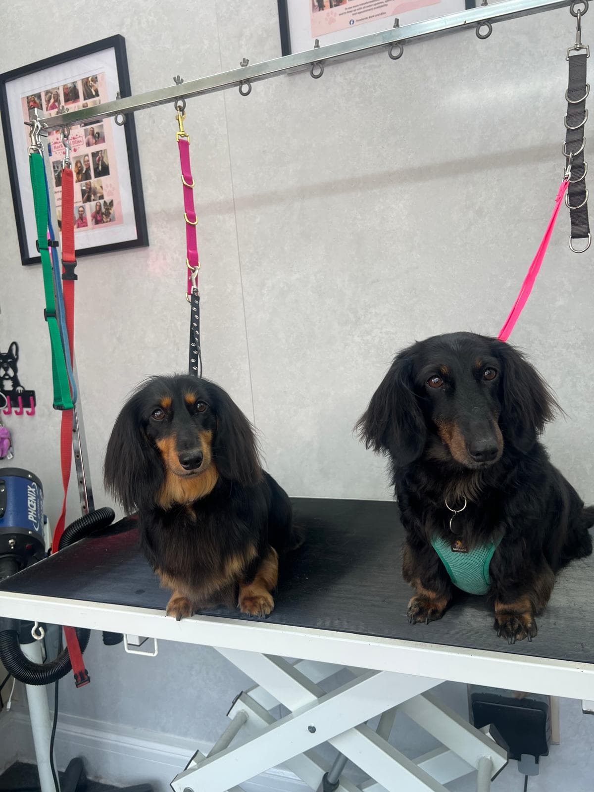 Two dog brothers freshly groomed at Bark & Bliss