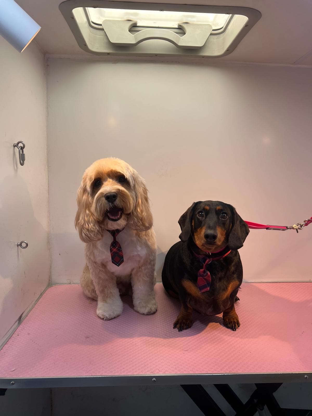 Cockapoo and Dachshund in matching ties after their mobile groom