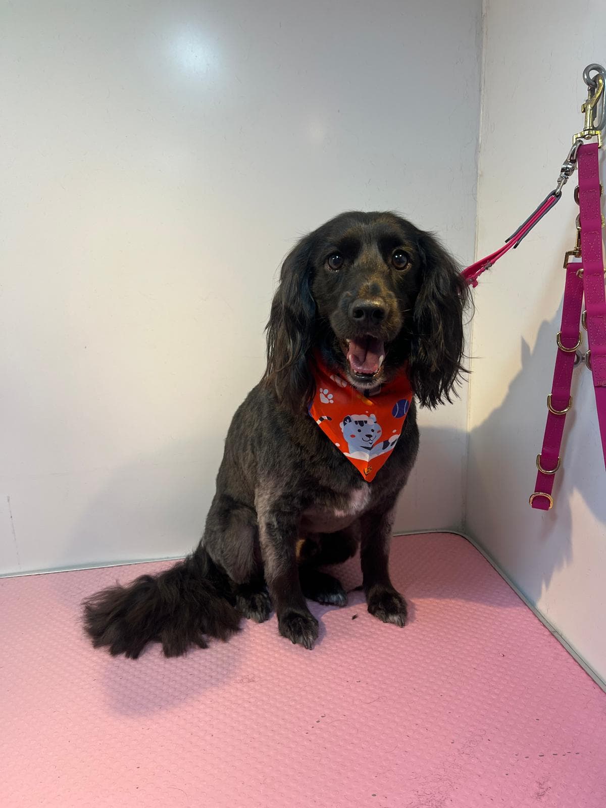 Black Cocker Spaniel in a bandana after a mobile groom