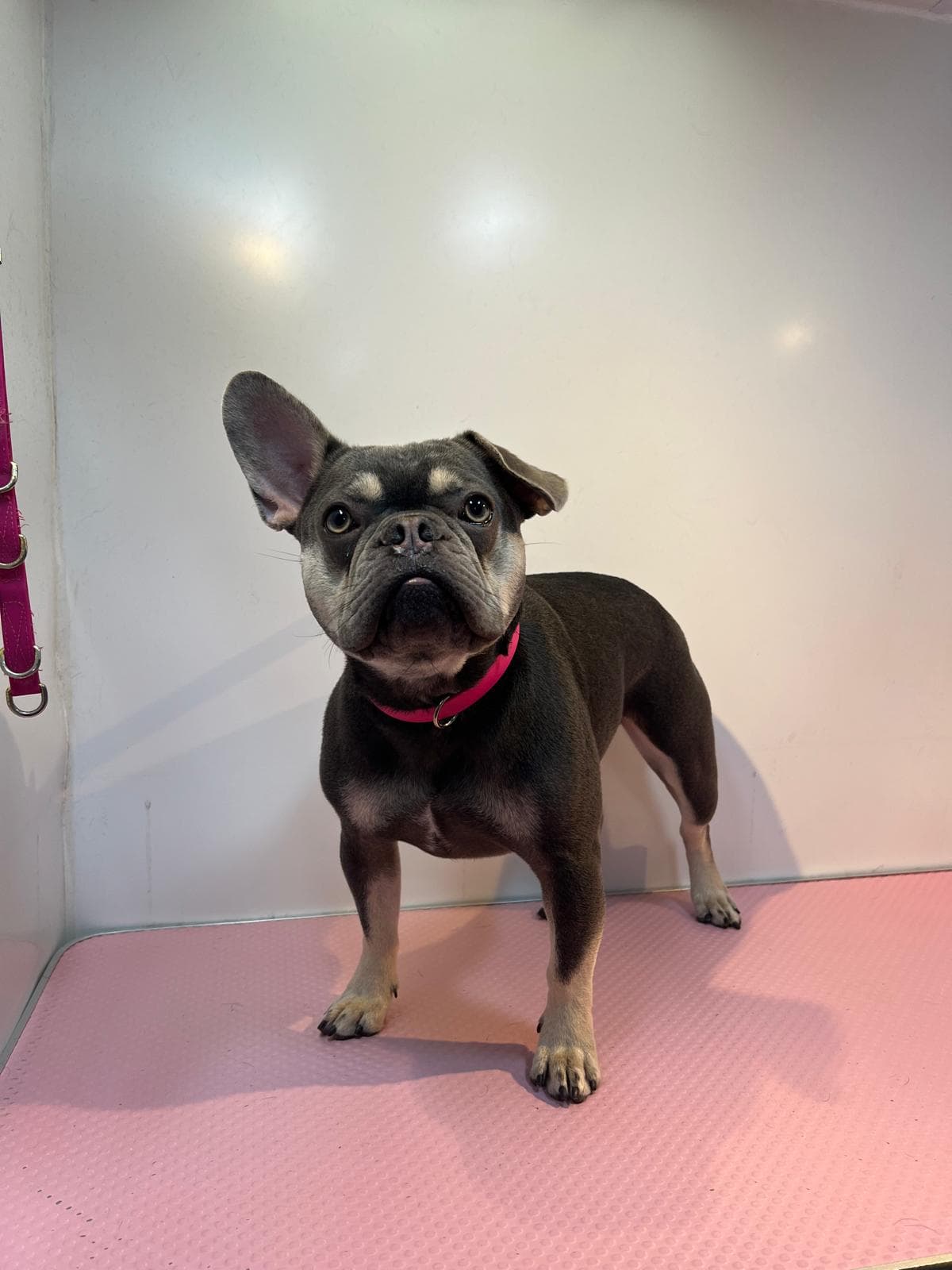 Blue French Bulldog freshly groomed at Bark & Bliss