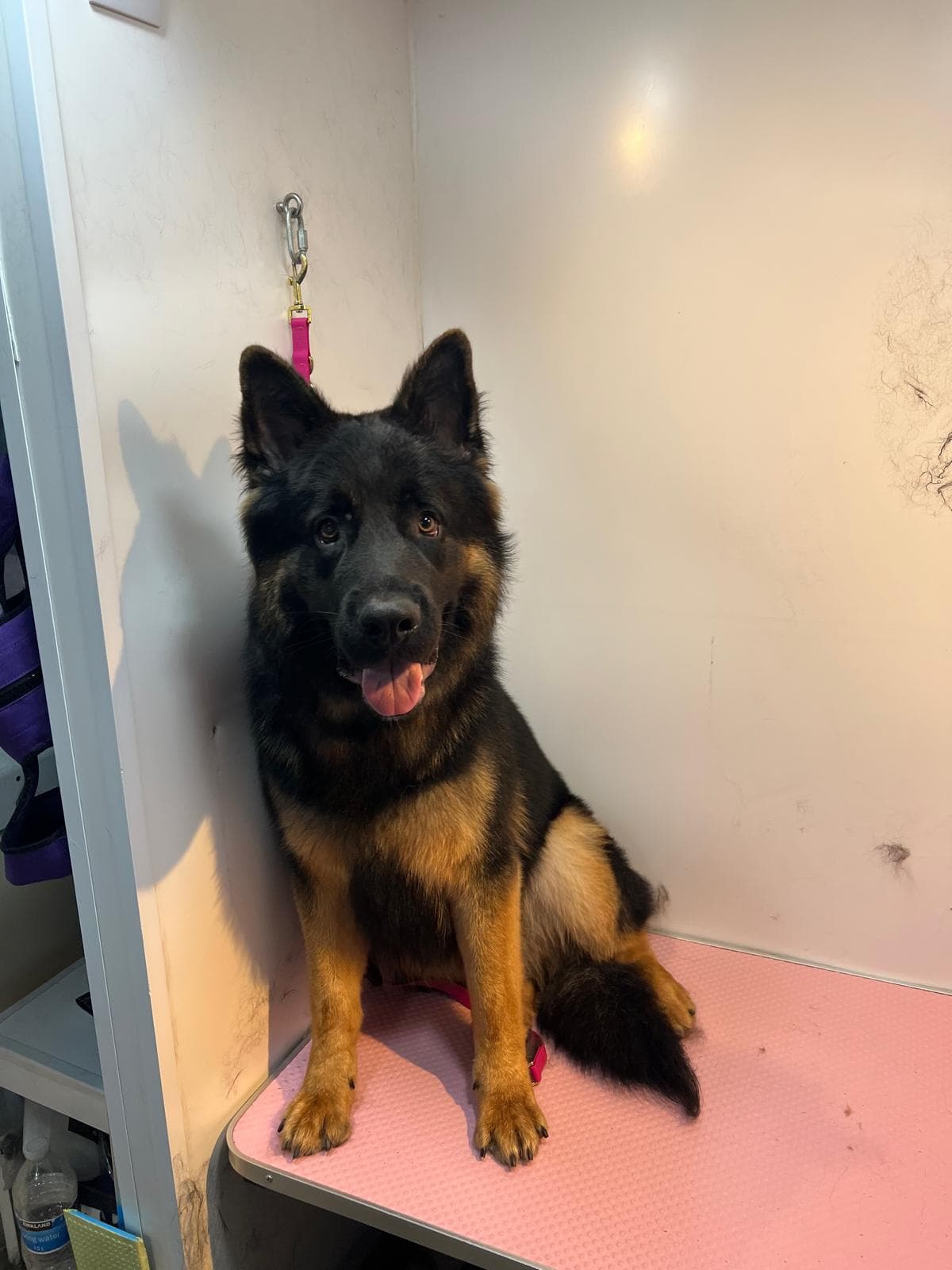 Happy German Shepherd after a groom in the mobile van