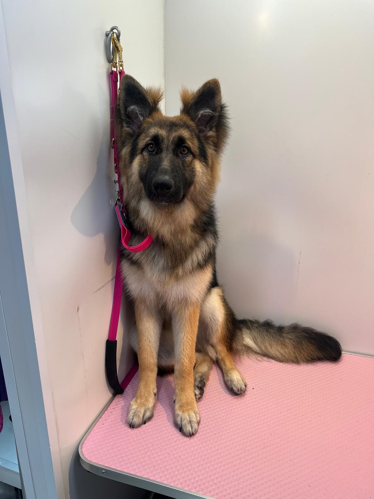 Long-coated German Shepherd freshly groomed in the Bark & Bliss mobile van